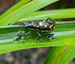 Exophthalmus nicaraguensis image