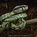 Sri Lankan Green Pit Viper - Photo (c) Artur Tomaszek, all rights reserved, uploaded by Artur Tomaszek