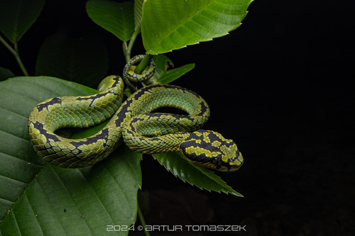 Craspedocephalus trigonocephalus (Donndorff, 1798)