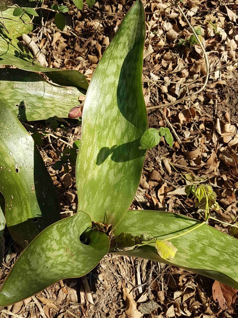 Mother-in-law's Tongues (Genus Sansevieria)  iNaturalist
