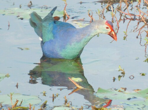 Gray-headed Swamphen
