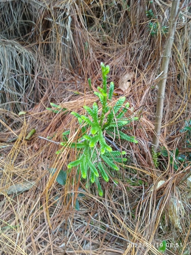 Diphasiastrum thyoides (Plantas del sendero Guadalupe-Aguanoso, Bogota ...