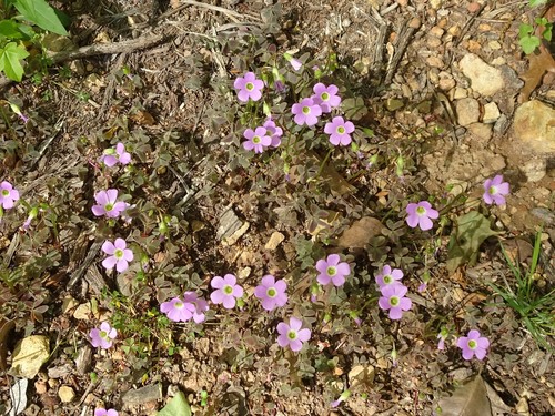 violet woodsorrel