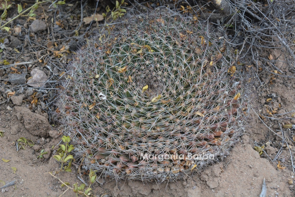 Mammillaria heyderi gummifera from Ojinaga, Chih., México on February ...