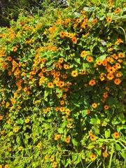 Thunbergia alata image