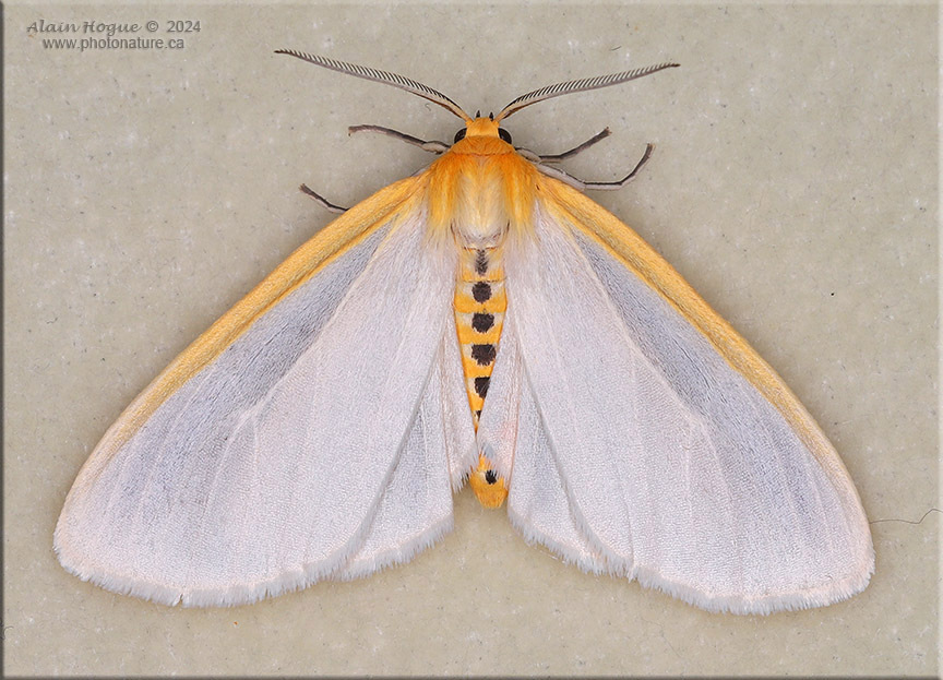 Delicate cycnia moth