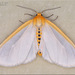 Delicate Cycnia Moth - Photo (c) Alain Hogue, all rights reserved, uploaded by Alain Hogue