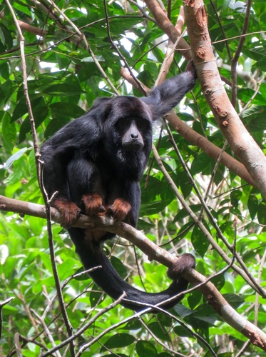 Red-handed Howler Monkey