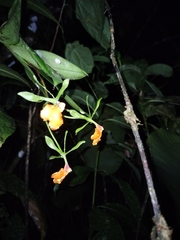 Epidendrum pseudepidendrum image