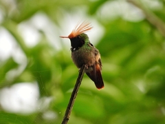 Lophornis delattrei image