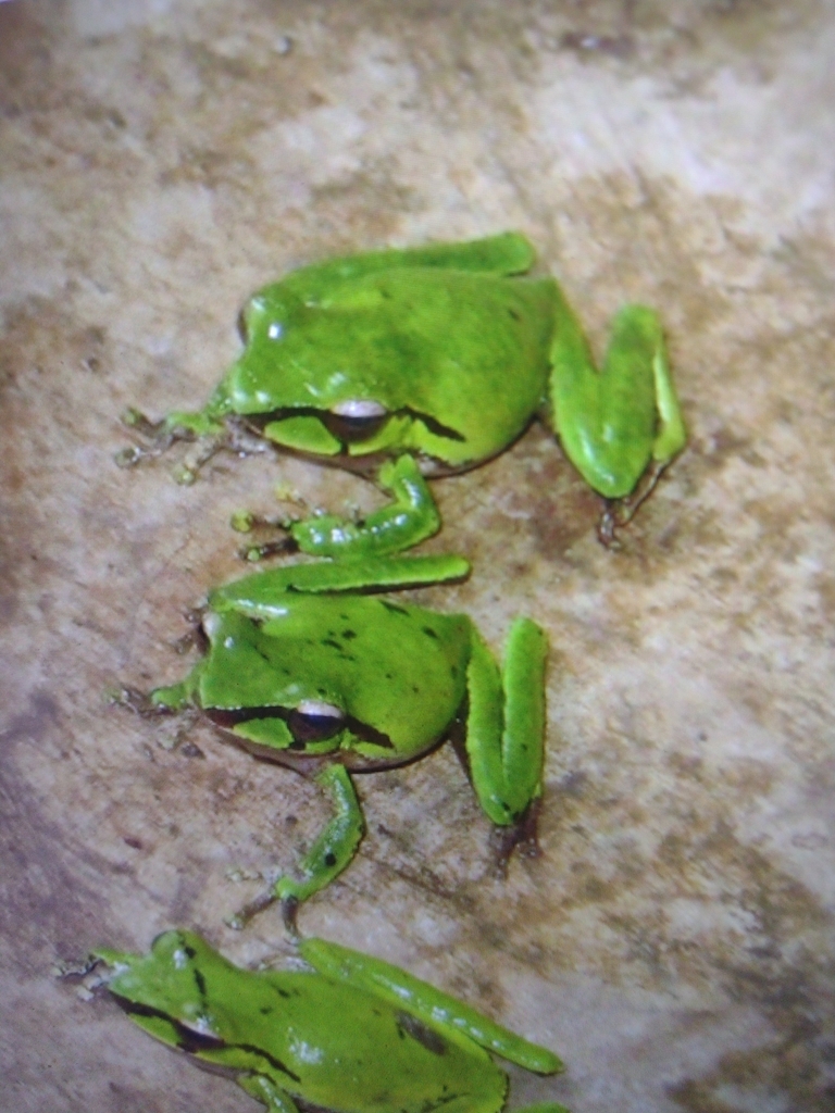 Angiana Tree Frog from Deyamos Rural LLG, Morobe Province, Papua New ...