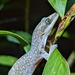 Southern Spotted Velvet Gecko - Photo (c) soggyboots, all rights reserved, uploaded by soggyboots