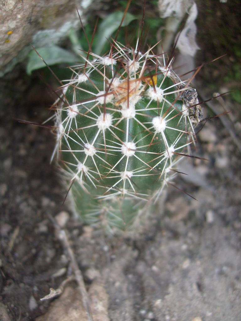 Echinocereus palmeri  iNaturalist