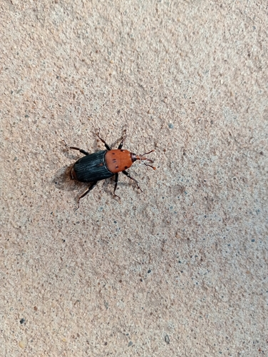 Red Palm Weevil