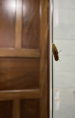 Semiotus ligneus image