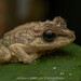 Hollow-snouted Shrub Frog - Photo (c) Artur Tomaszek, all rights reserved, uploaded by Artur Tomaszek