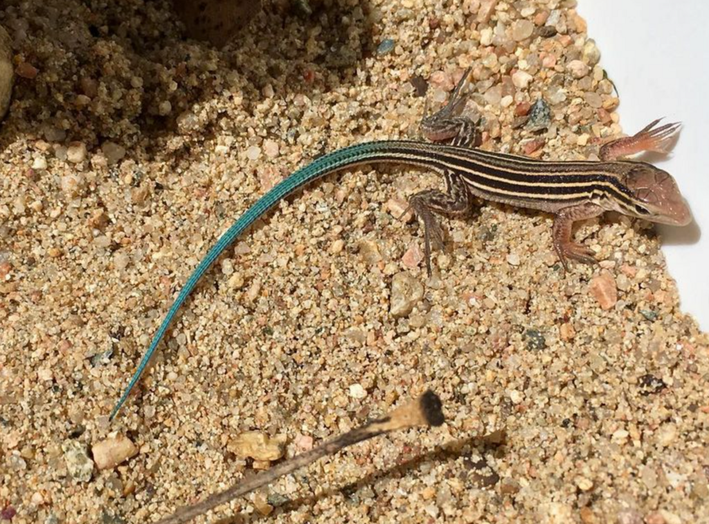 Prairie Racer Runner Lizard Prairie Racerunner in May 2023 by Beren Erkan (herper/photographer ...
