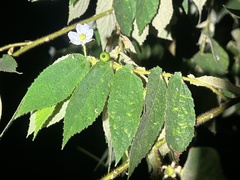 Muntingia calabura image