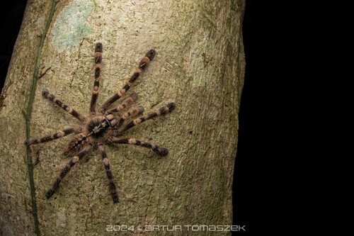 Poecilotheria subfusca