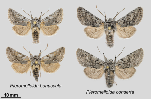 iNaturalist observation photo of Pleromelloida bonuscula