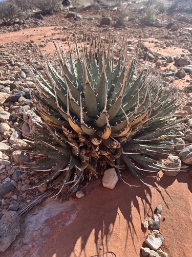 Utah Agave