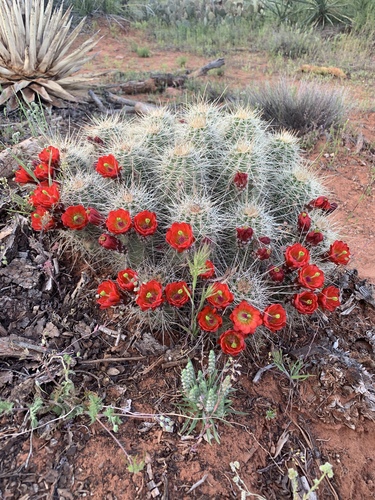 Echinocereus bakeri