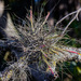 Tillandsia schiedeana - Photo (c) Enrique Giron, todos os direitos reservados, uploaded by Enrique Giron