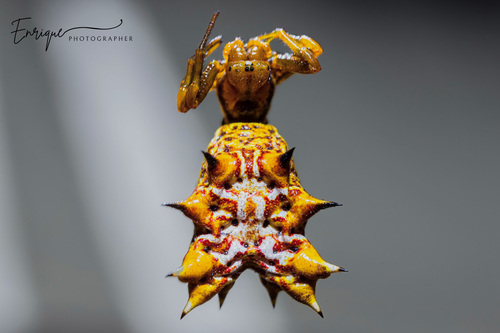 Spined Micrathena — photo 1