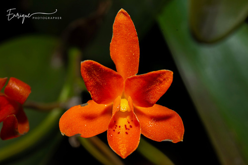 Orange Cattleya