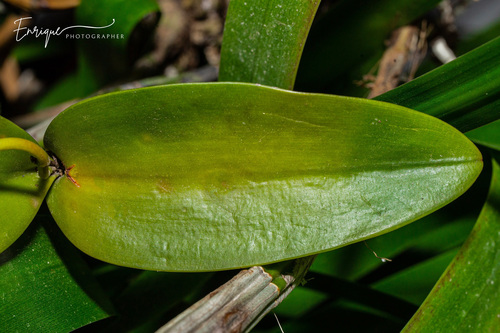 Orange Cattleya
