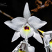 Laelia rubescens - Photo (c) Enrique Giron, all rights reserved, uploaded by Enrique Giron