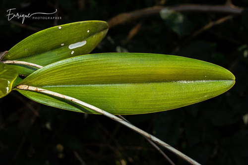 Laelia rubescens