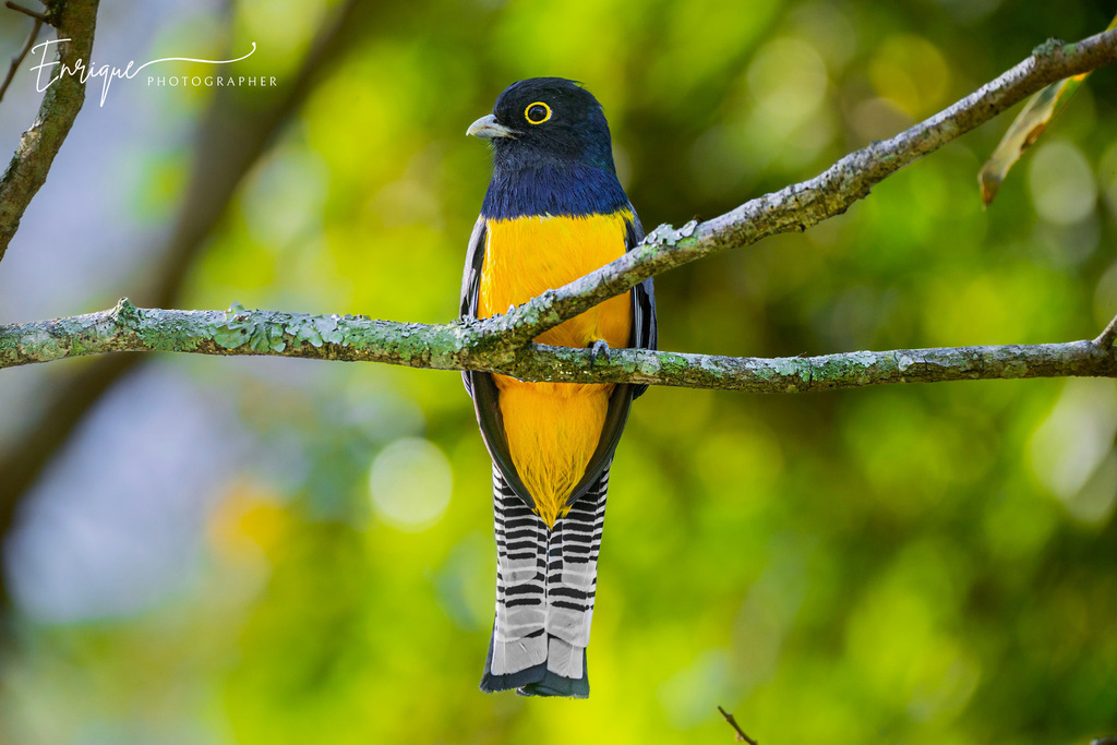 Gartered Violaceous Trogon (Trogon caligatus) photo