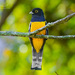 Gartered Trogon - Photo (c) Enrique Giron, all rights reserved, uploaded by Enrique Giron