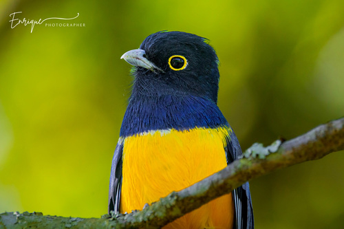 Gartered Violaceous Trogon