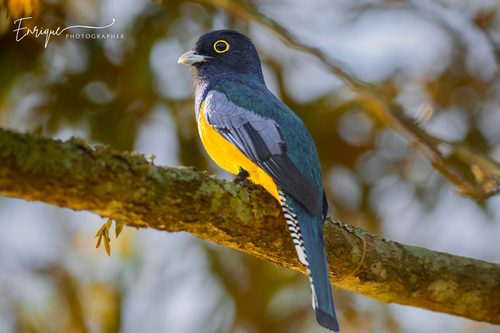 Gartered Violaceous Trogon