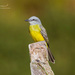 Tropical Kingbird - Photo (c) Enrique Giron, all rights reserved, uploaded by Enrique Giron