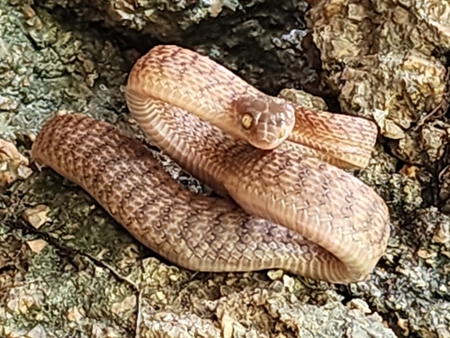 Brown Tree Snake sighting