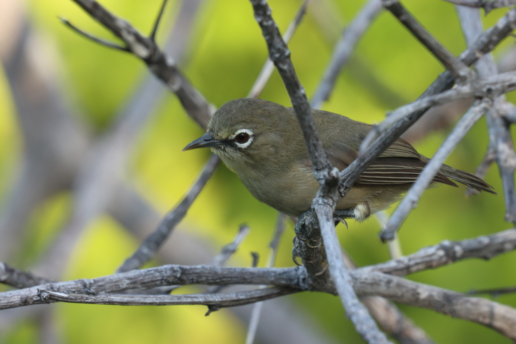 Seychelles White-eye photo