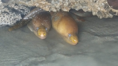 Palenose Moray
