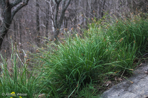 stiff sedge (Carex biltmoreana)