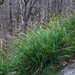 Carex biltmoreana - Photo (c) Armin Weise, todos os direitos reservados, uploaded by Armin Weise