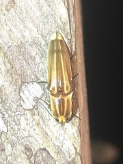 Semiotus ligneus image