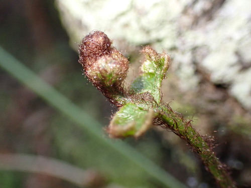 African Spleenwort