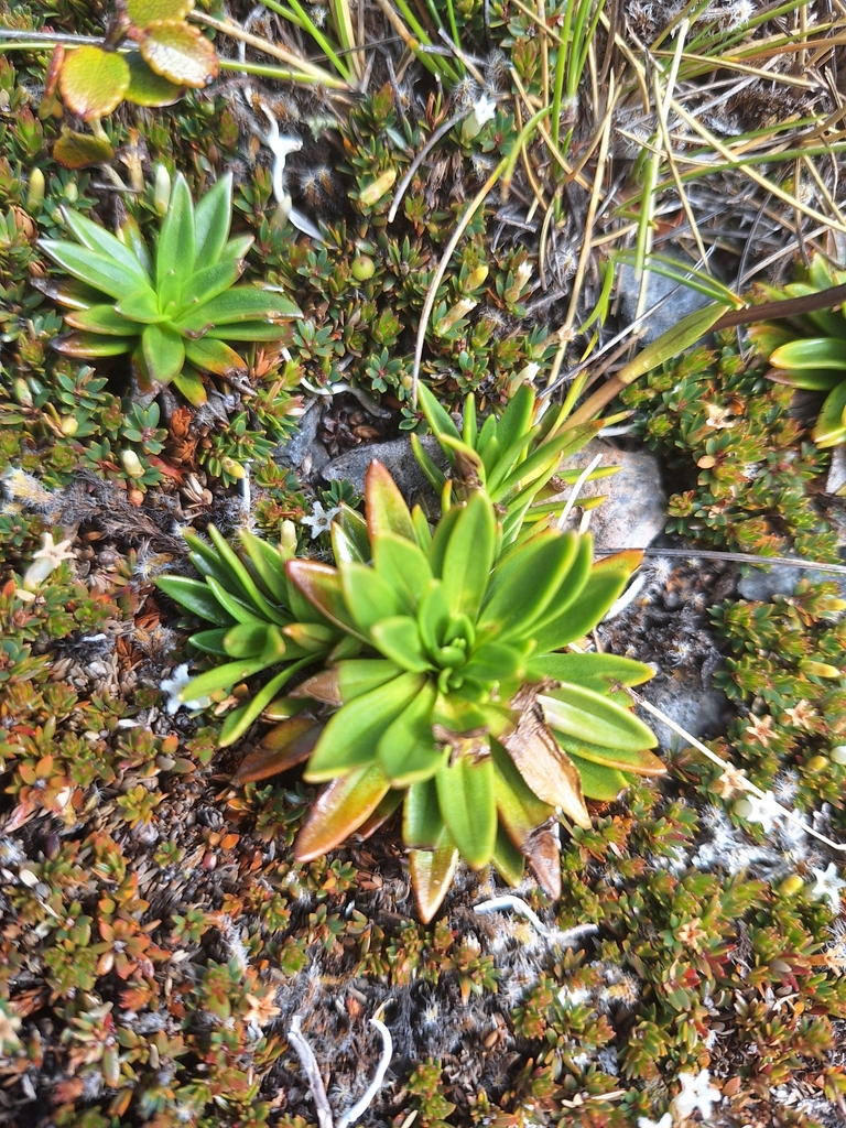 dwarf gentians from 7073, New Zealand by Ruth Highley · iNaturalist