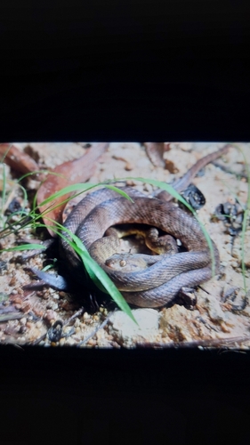 Brown Tree Snake sighting