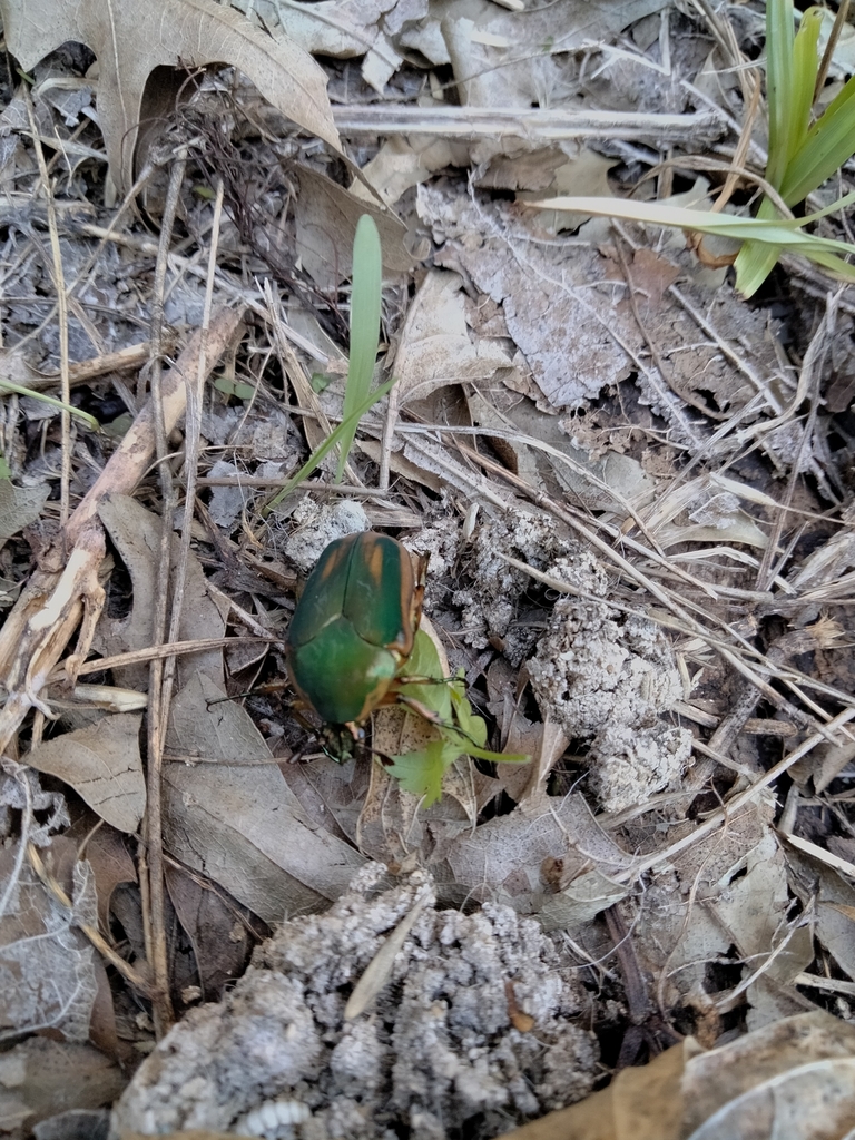 What Eats Green June Beetles What Eats Green June Beetles