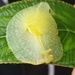 Gaeotis nigrolineata - Photo (c) Héctor F Delgado Rodríguez, todos los derechos reservados, subido por Héctor F Delgado Rodríguez