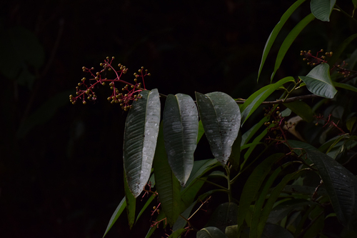 Ardisia copeyana image