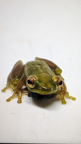 Sprinkled Long Reed Frog